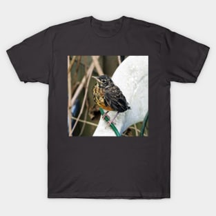Young American Robin Perched On A Chair T-Shirt